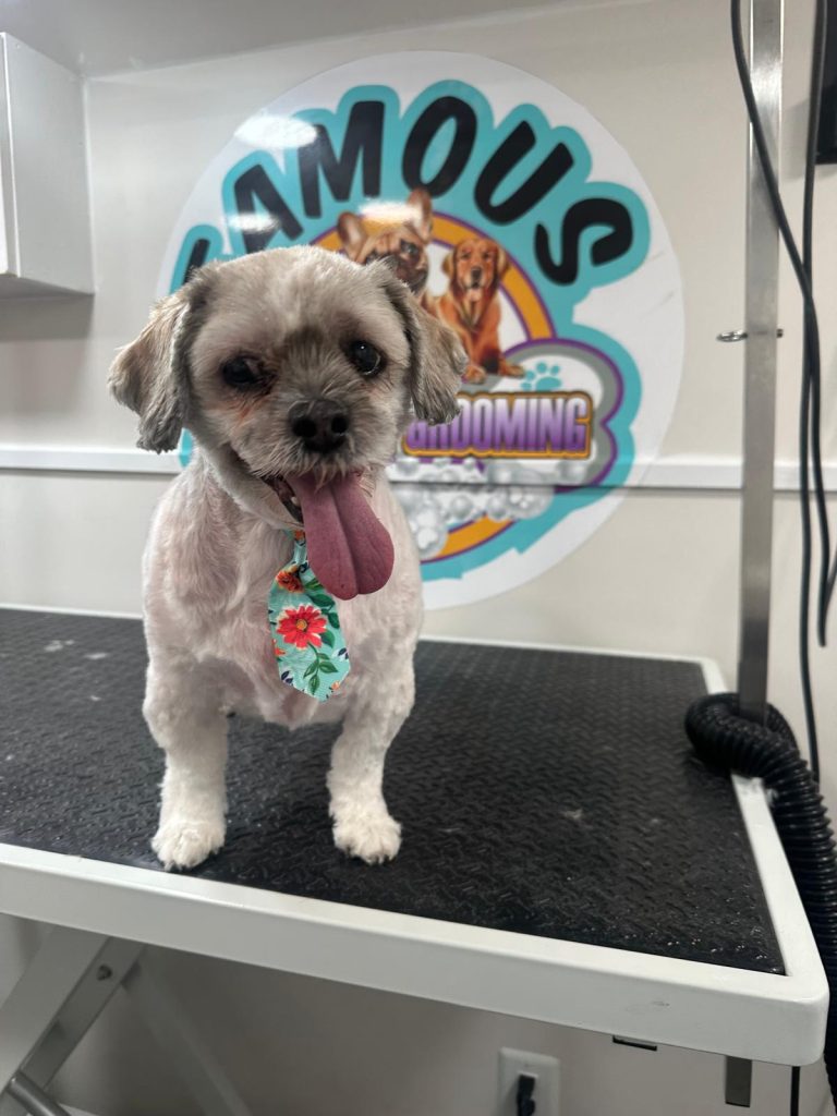 famousmobilepetgrooming gallery web 10