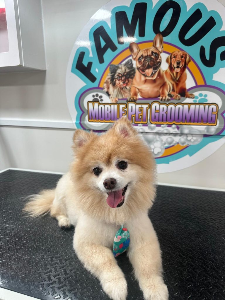 famousmobilepetgrooming gallery web 11