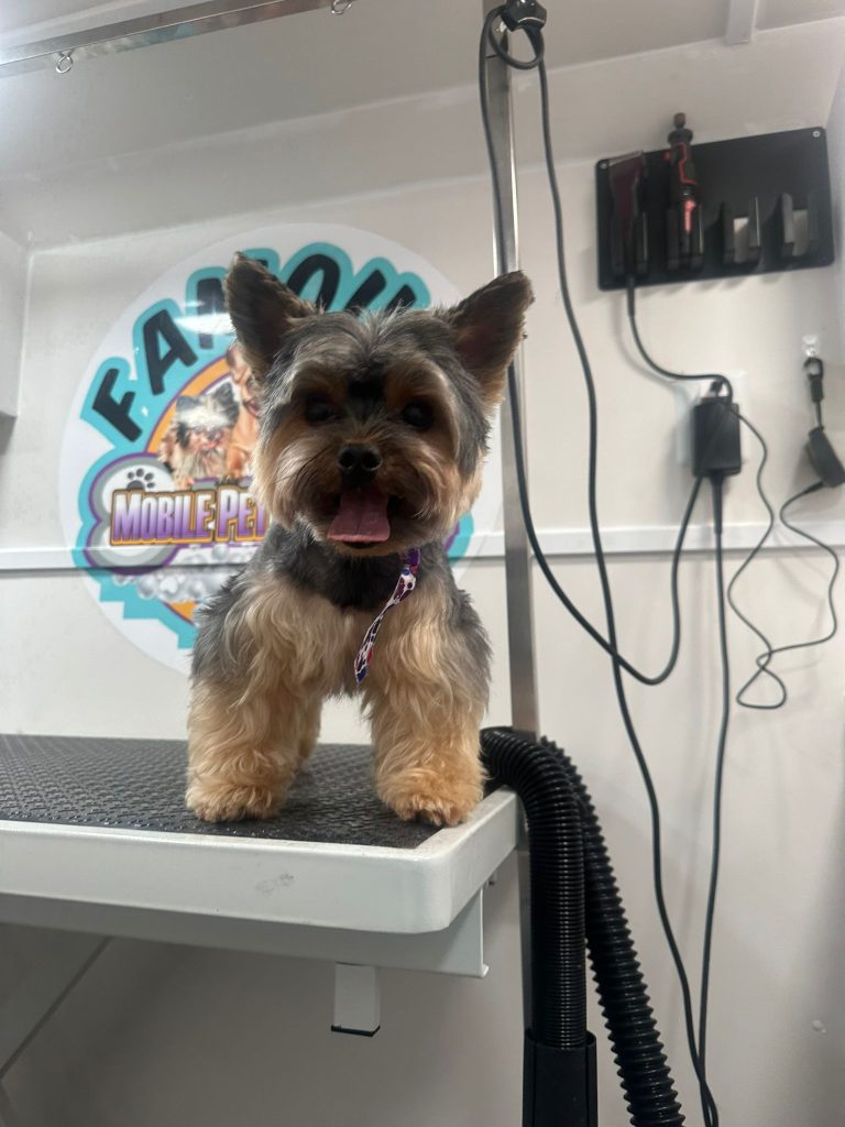 famousmobilepetgrooming gallery web 15