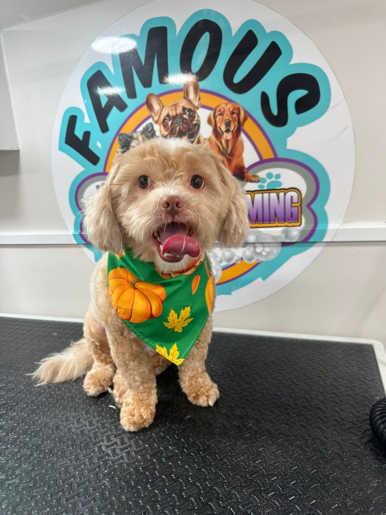 famousmobilepetgrooming gallery web 17