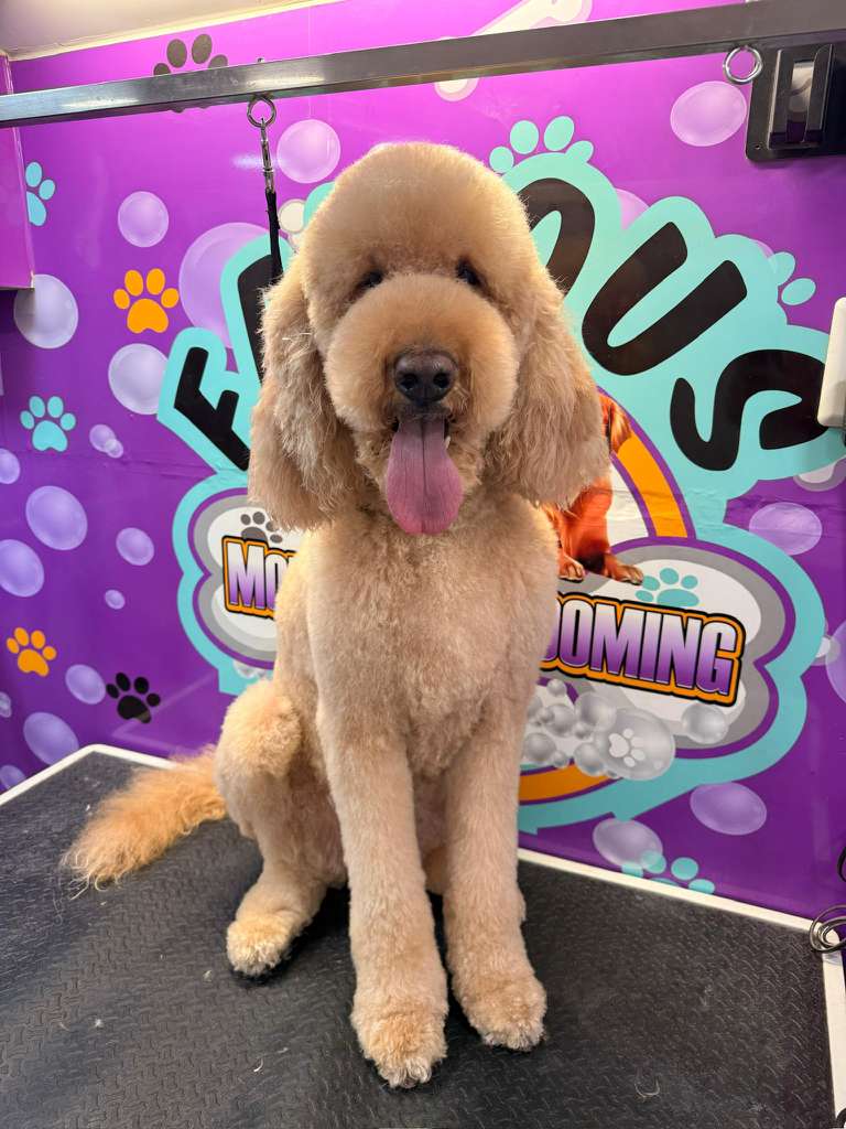 WhatsApp Image 2026-01-29 at 23.08.10 (3)